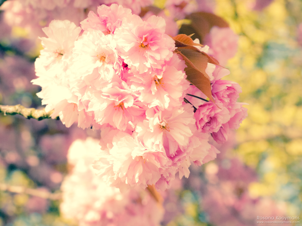 Cherry blossom trees 365 - April 9, 2017: Cherry blossom trees